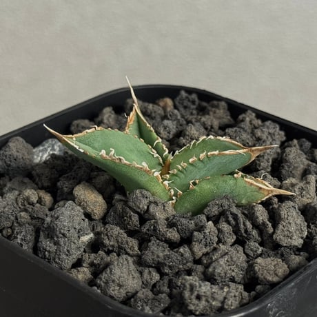 agavetitanota | STORES agavetitanota | STORES