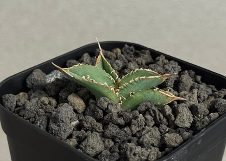 jaga be　アガベ DRAGON AGAVE】アガベ 黒犀牛 EC1006 – TaiShoDo ONLINE SHOP