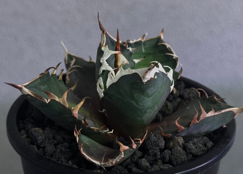 Agave赤猫 Agave Titanota Redcatweezle 赤猫/紅猫【SOLD OUT】 トップ、サイド