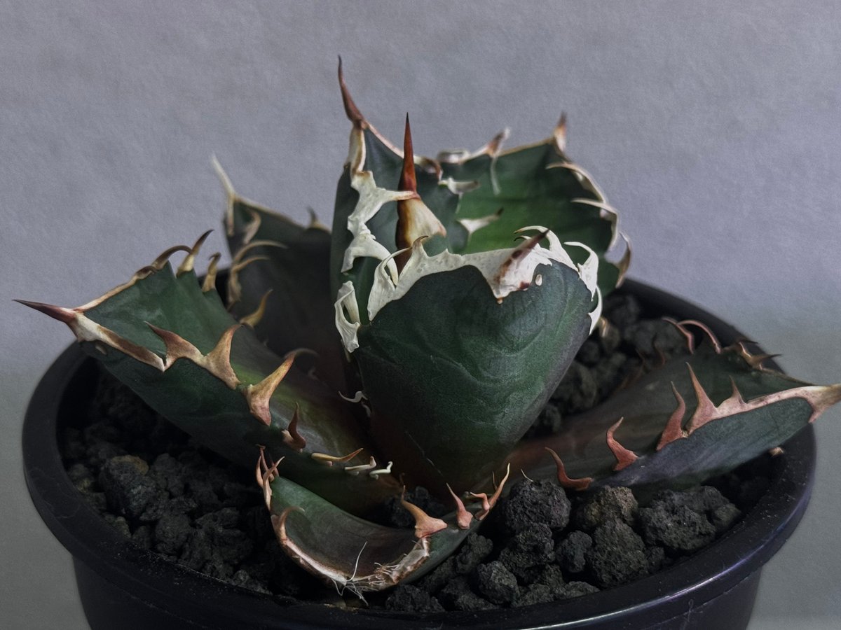 特選>アガベ・チタノタ 赤猫(芽)-003｜agave titanota redcat we
