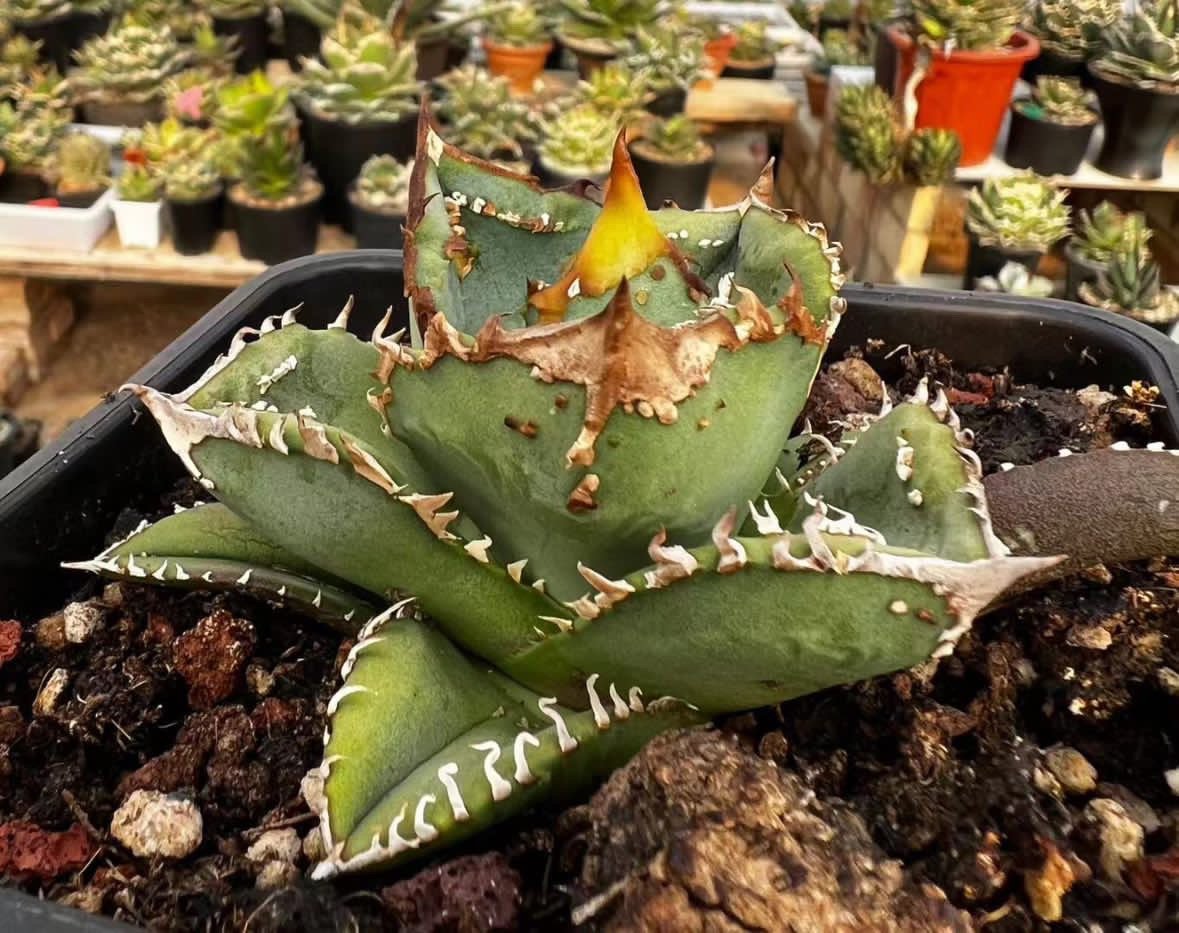 アガベ・チタノタ 鰐亀（芽）-022｜agave titanota alligator sna
