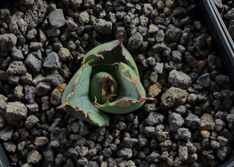 アガベ・チタノタ鱟/純血ジャガーノート(芽)-003｜agave