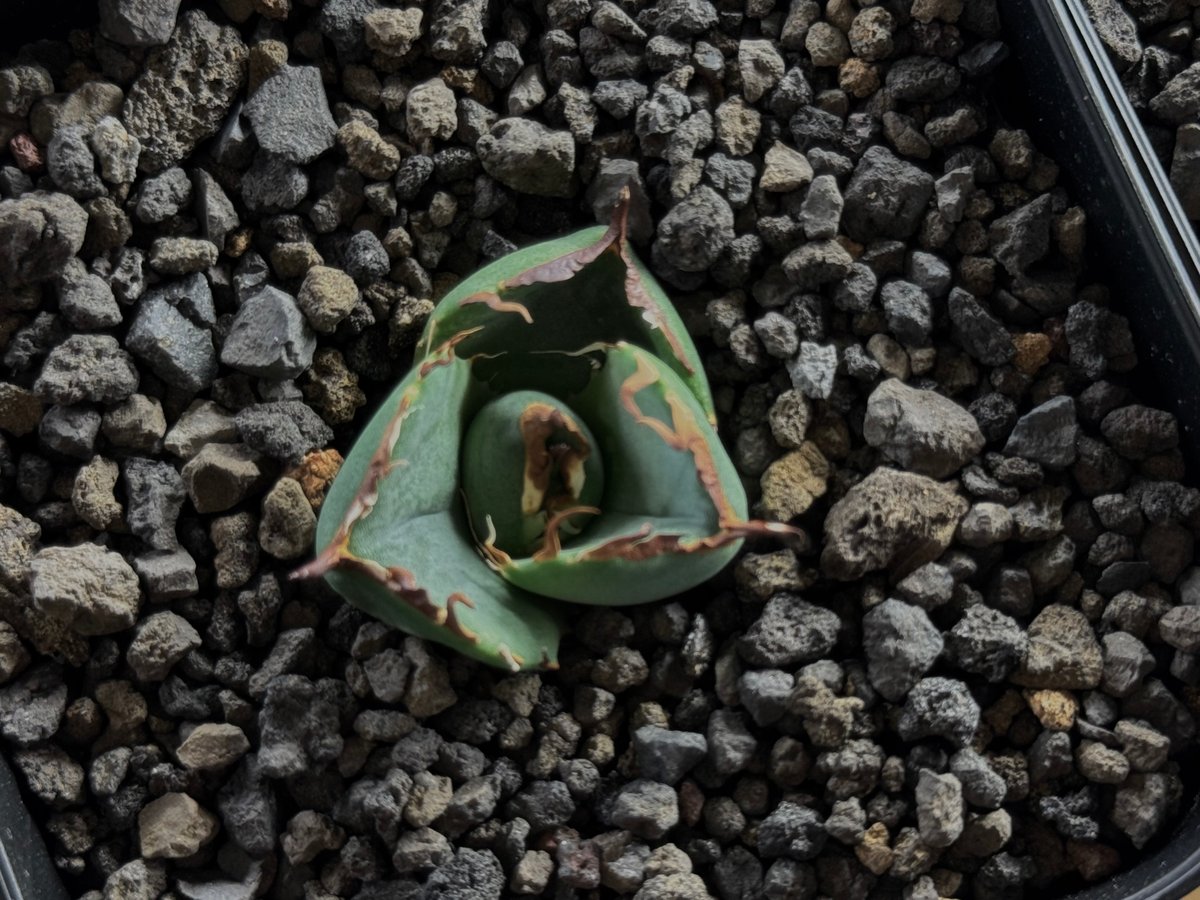 アガベ・チタノタ鱟/純血ジャガーノート(芽)-003｜agave titanota Jugge