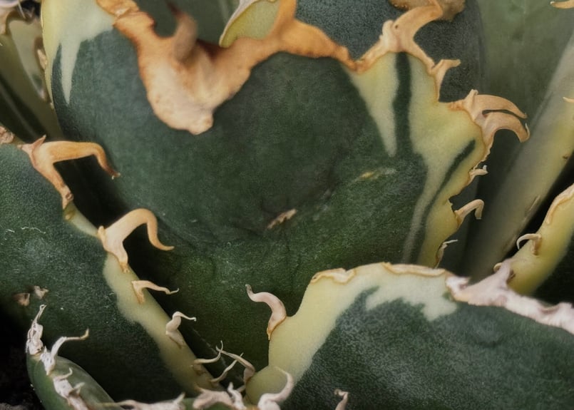 アガベ・チタノタ白鯨（覆輪）中-001｜agave titanota white