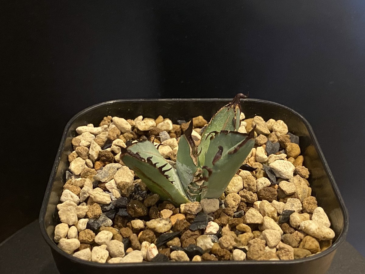 アガベ・チタノタ 黒鯨(芽)-003|agave titanota black whale | アガベ・チタノタ 黒鯨(芽)-003|agave titanota black whale |
