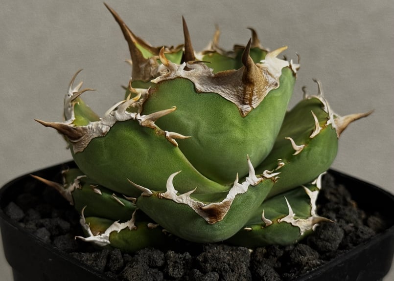 アガベ　チタノタ　GOD-003 デニス株 アガベ・チタノタ 白巫-003｜agave Titanota Wizard | Plus_Pl