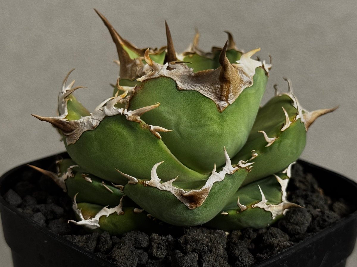 アガベ・チタノタ 白巫-003｜agave Titanota Wizard | Plus_Pl