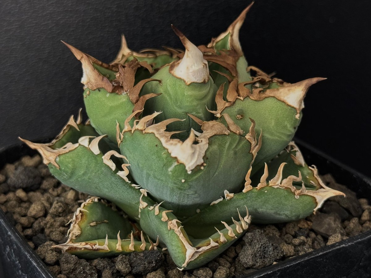 アガベ・チタノタ 皇冠-005|agave titanota Crown | Plus_Pla アガベ・チタノタ 皇冠-005|agave titanota Crown | Plus_Pla