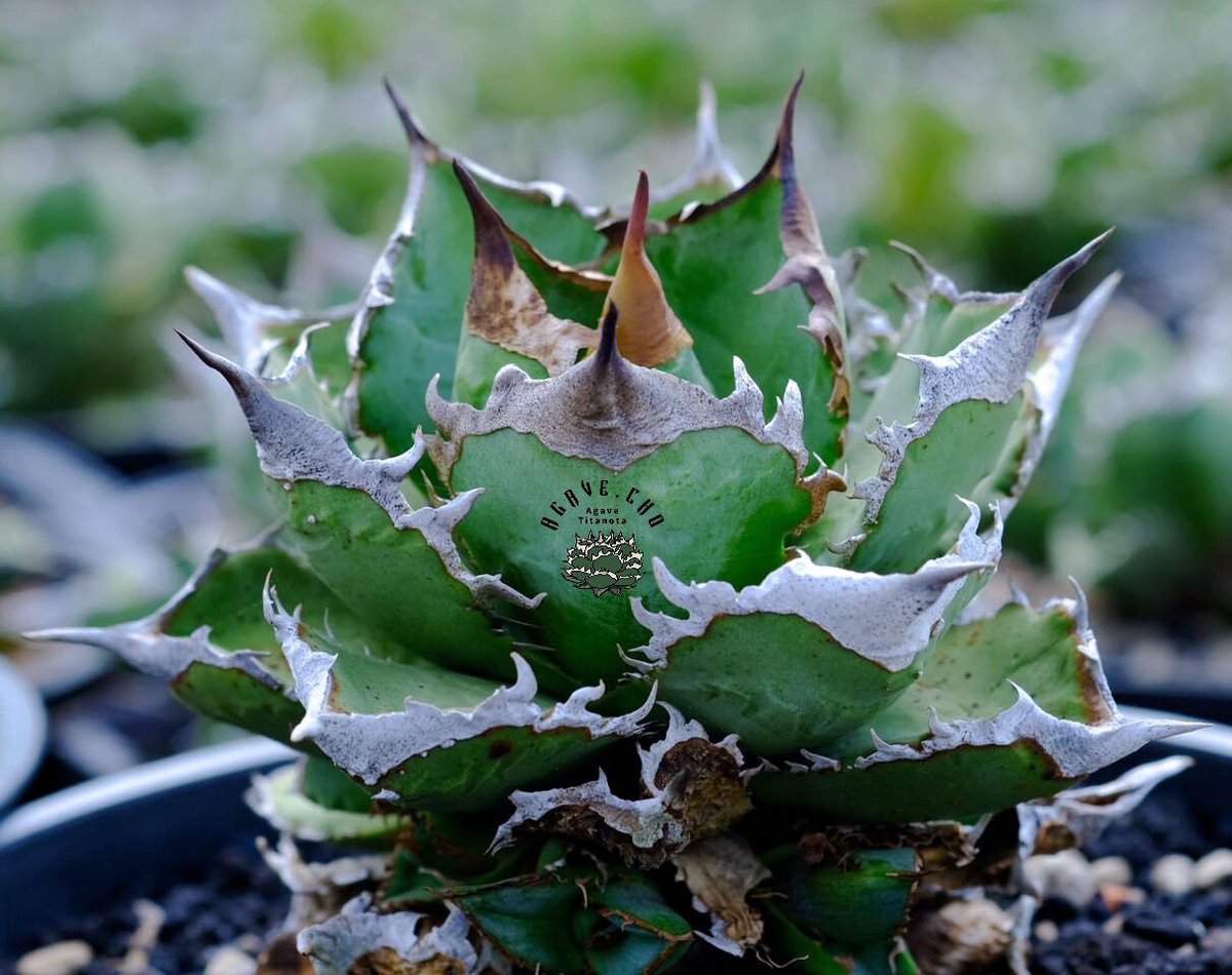 アガベ チタノタ 清櫻 (Agave Titanota Seo)