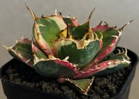 アガベ・チタノタ 姫厳竜白中斑（芽）-002｜agave titanota dwarf me