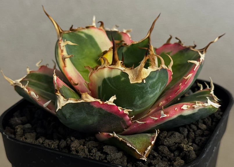 アガベ・チタノタ白鯨（覆輪）芽-008｜agave titanota white whale