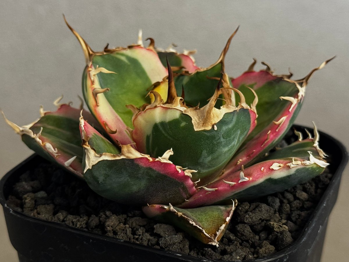 アガベ・チタノタ白鯨（覆輪）芽-008｜agave titanota white whale