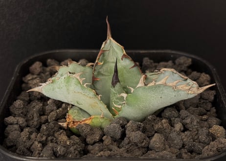 アガベ・チタノタ ビースト-002（芽）｜agave titanota beast