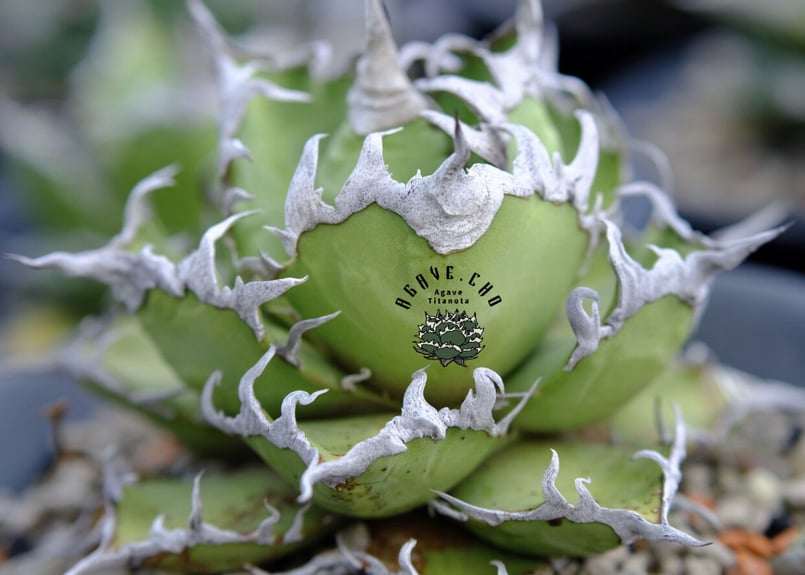 アガベ・チタノタ シーザー(凱撒)中-015|agave titanota アガベ・チタノタ シーザー(凱撒)中-015|agave titanota