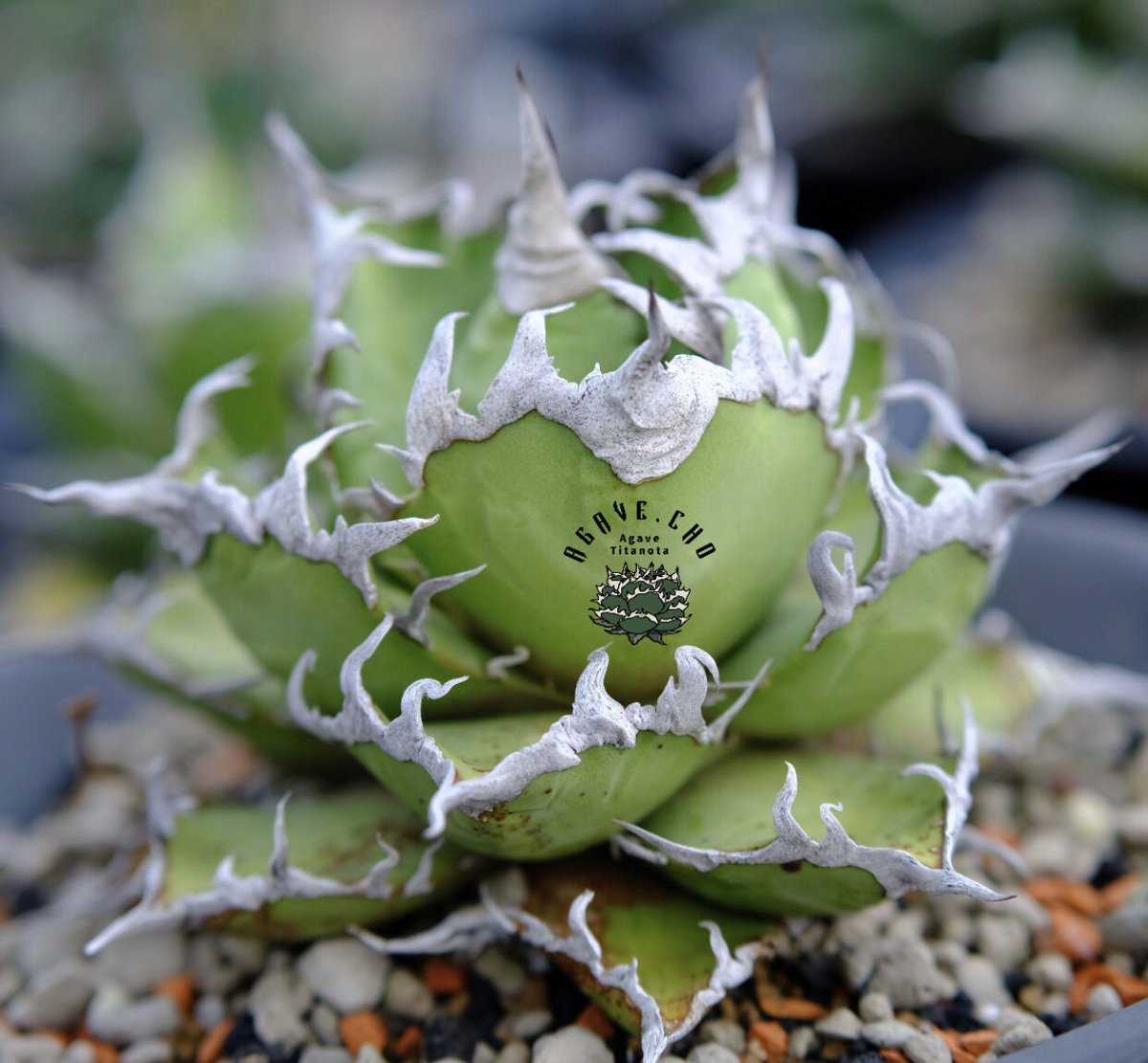 アガベ・チタノタ シーザー(凱撒)中-015|agave titanota アガベ・チタノタ シーザー(凱撒)中-015|agave titanota