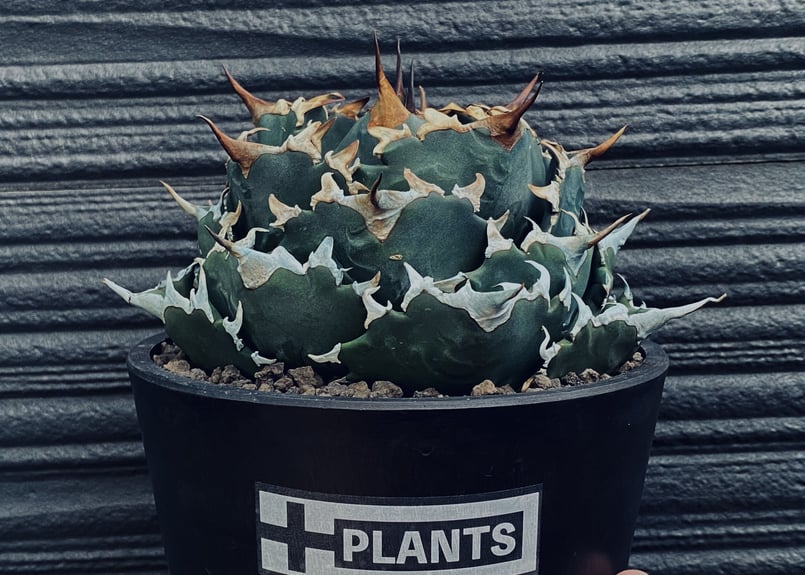 アガベ・チタノタ 夕映厳竜-006｜agave titanota Solar Eclipse