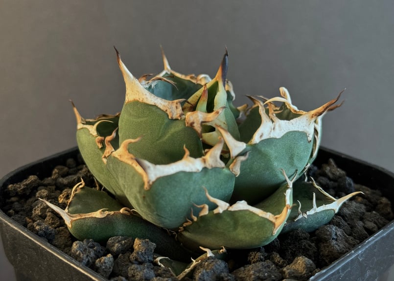 アガベ・チタノタ 鬼爪 小株-004|agave titanota ghost claw | アガベ・チタノタ 鬼爪 小株-004|agave titanota ghost claw |