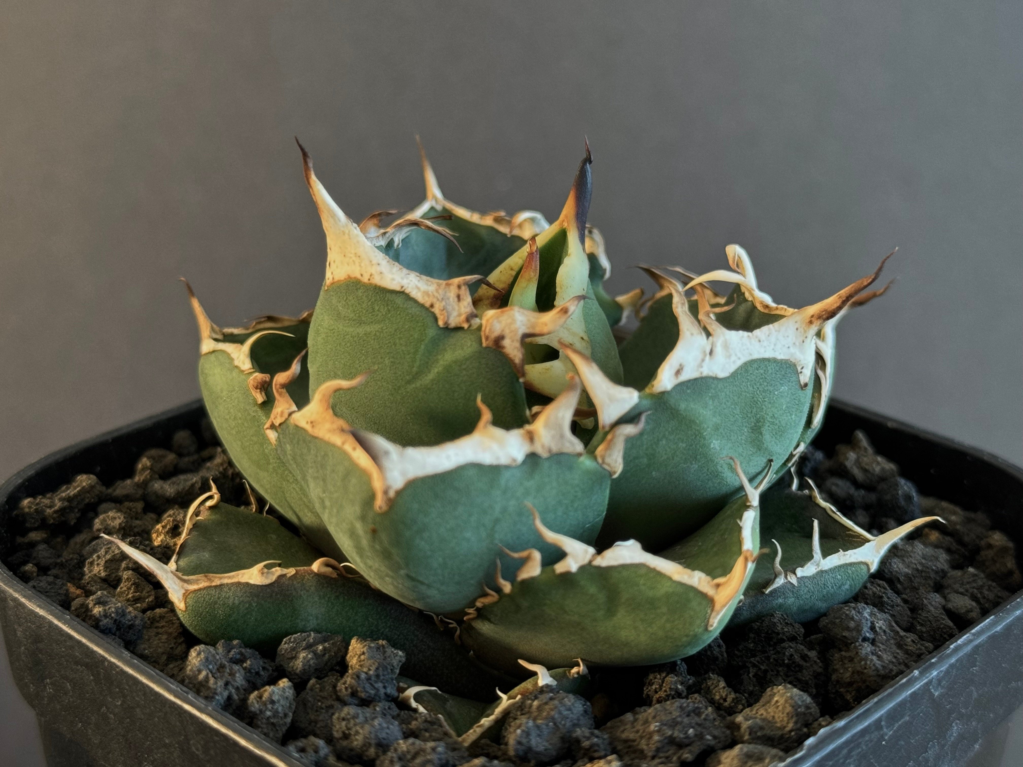アガベ・チタノタ 鬼爪 小株-004｜agave titanota ghost claw |