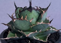 アガベ・チタノタ 烈焔（ボールタイプ）特大-029｜agave