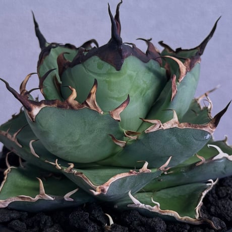 アガベハデス | STORES