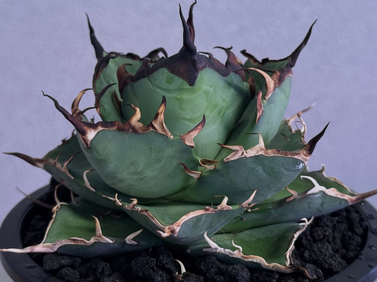 アガベ　チタノタ　黒帝斯　ハデス　doragon agave産 アガベ・チタノタ ハデス (黒帝斯) 中-039｜agave titanota