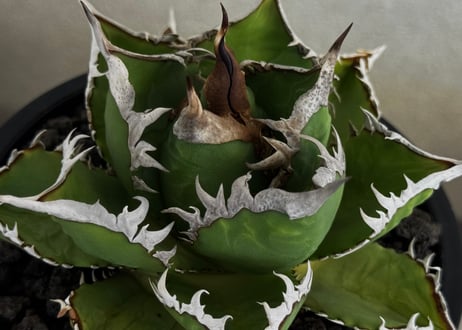 ◆厳選◆アガベ・チタノタ 海王（中株）-034｜agave titanota aqua man