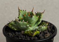 アガベ・笹の雪×イシスメンシス ハイブリッド（芽）-005｜ agave