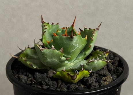 アガベ・姫蠍蟹 (小株)-015｜Agave gypsophila x isthmensis