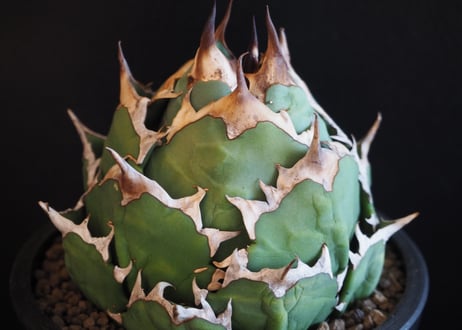 アガベ・チタノタ　姫厳竜（ボールタイプ）中-094｜agave titanota dwarf