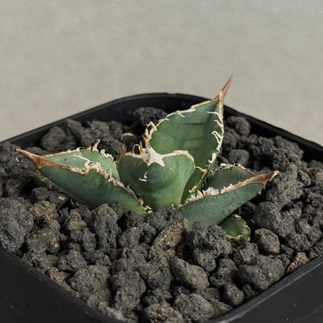 本日9/23値下げ！ アガベ　チタノタ　キャンサー 本日9/23値下げ！ アガベ チタノタ キャンサー titanota | STORES