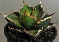 アガベ・チタノタ 蚩尤（芽）-003｜agave titanota chiyou | Plus
