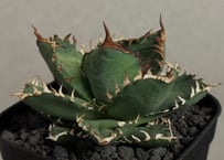 チタノタ　金剛 20251110 アガベ・チタノタ 金剛（芽）-013｜agave titanota kingkong