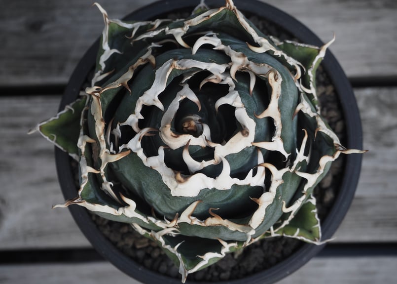 アガベ・チタノタ白鯨(ボールタイプ)中-058|agave titanota アガベ・チタノタ白鯨(ボールタイプ)中-058|agave titanota