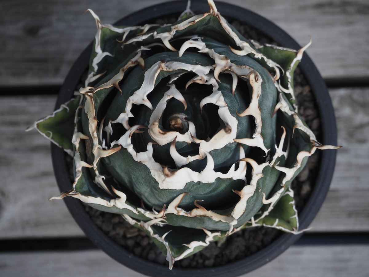 アガベ・チタノタ白鯨(ボールタイプ)中-058|agave titanota アガベ・チタノタ白鯨(ボールタイプ)中-058|agave titanota