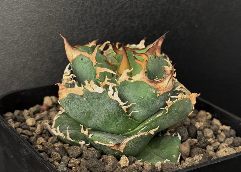 アガベ・チタノタ 疣猪/丸叶背刺(芽/大)-004|agave titanota アガベ・チタノタ 疣猪/丸叶背刺(芽/大)-004|agave titanota