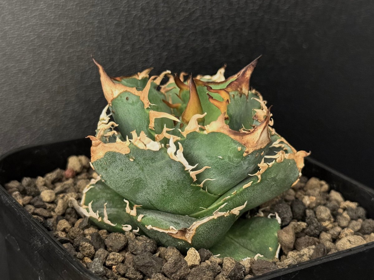 アガベ・チタノタ 疣猪/丸叶背刺(芽/大)-004|agave titanota アガベ・チタノタ 疣猪/丸叶背刺(芽/大)-004|agave titanota
