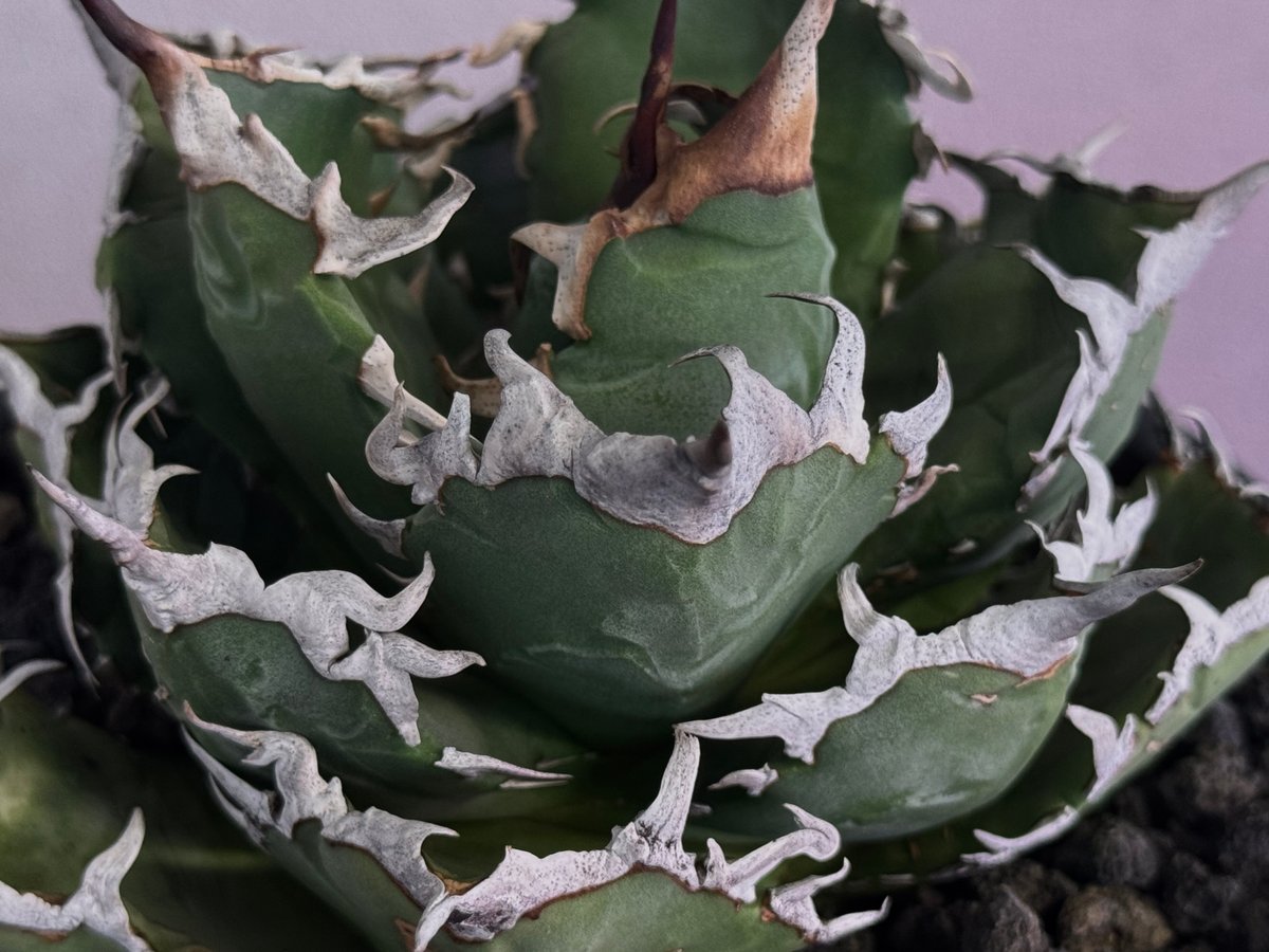 アガベ・チタノタ 狂刺夕映 (中株)- 015｜agave titanota Solar Ec