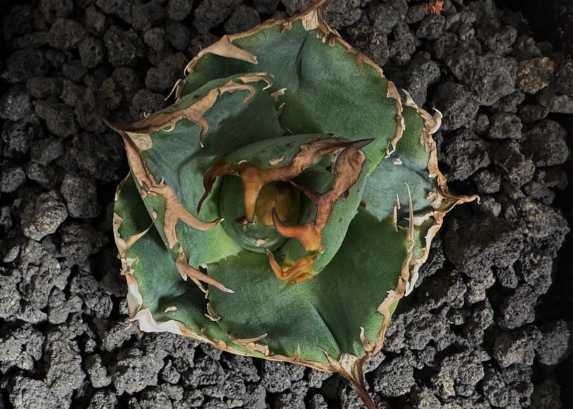 アガベ・チタノタ 疣猪/丸叶背刺（芽）-011｜agave titanota