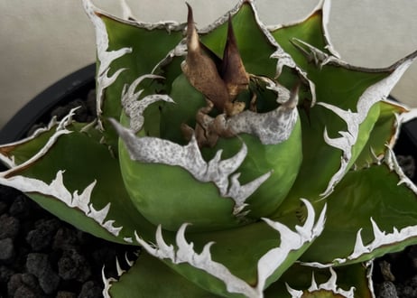◆厳選◆アガベ・チタノタ 海王（中株）-035｜agave titanota aqua man