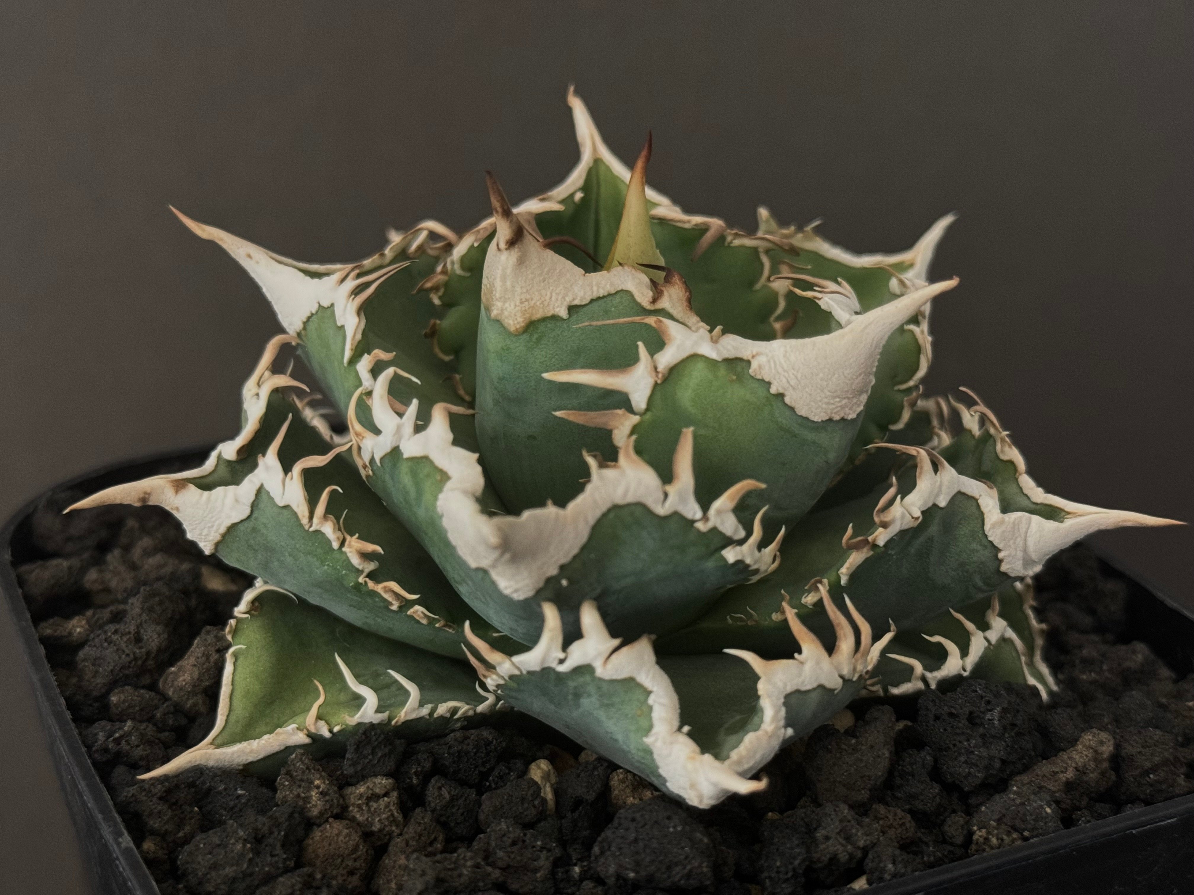 星空 龍球会産 子株 【公式通販】