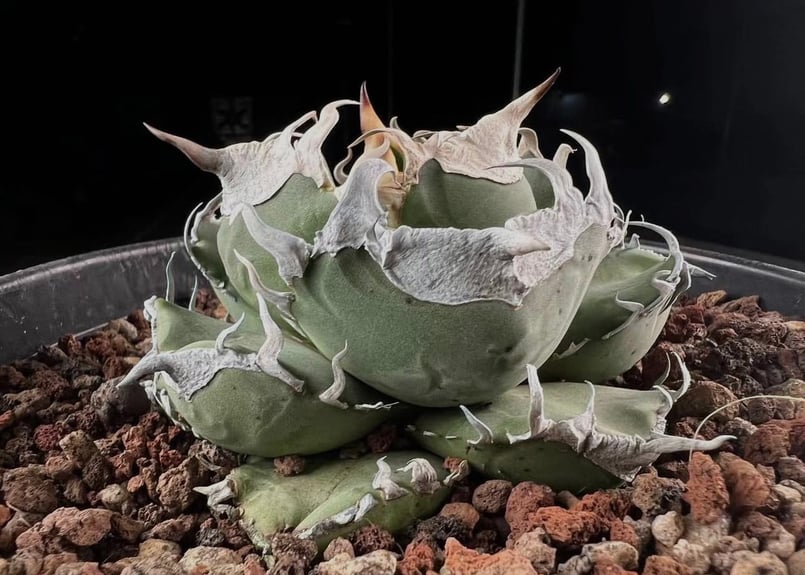 立可白/SAD(芽)-035|agave titanota south african dia 立可白/SAD(芽)-035|agave titanota south african dia