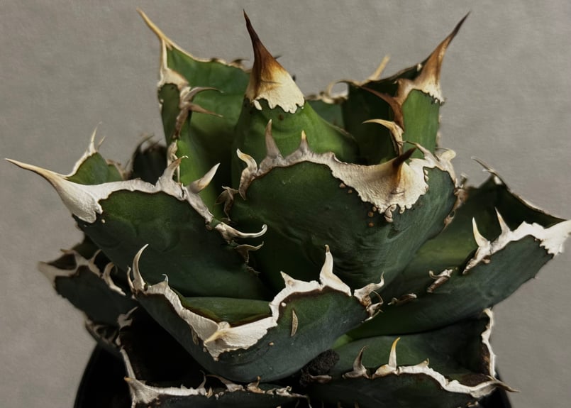 アガベ・チタノタ 繁星（小株）-048｜agave titanota star‐studded