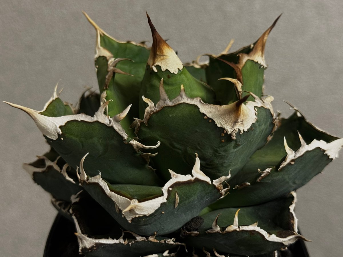 アガベ・チタノタ 繁星（小株）-048｜agave titanota star‐studded