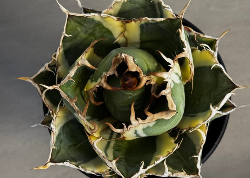 アガベ・チタノタ白鯨（覆輪）中-004｜agave titanota white whale