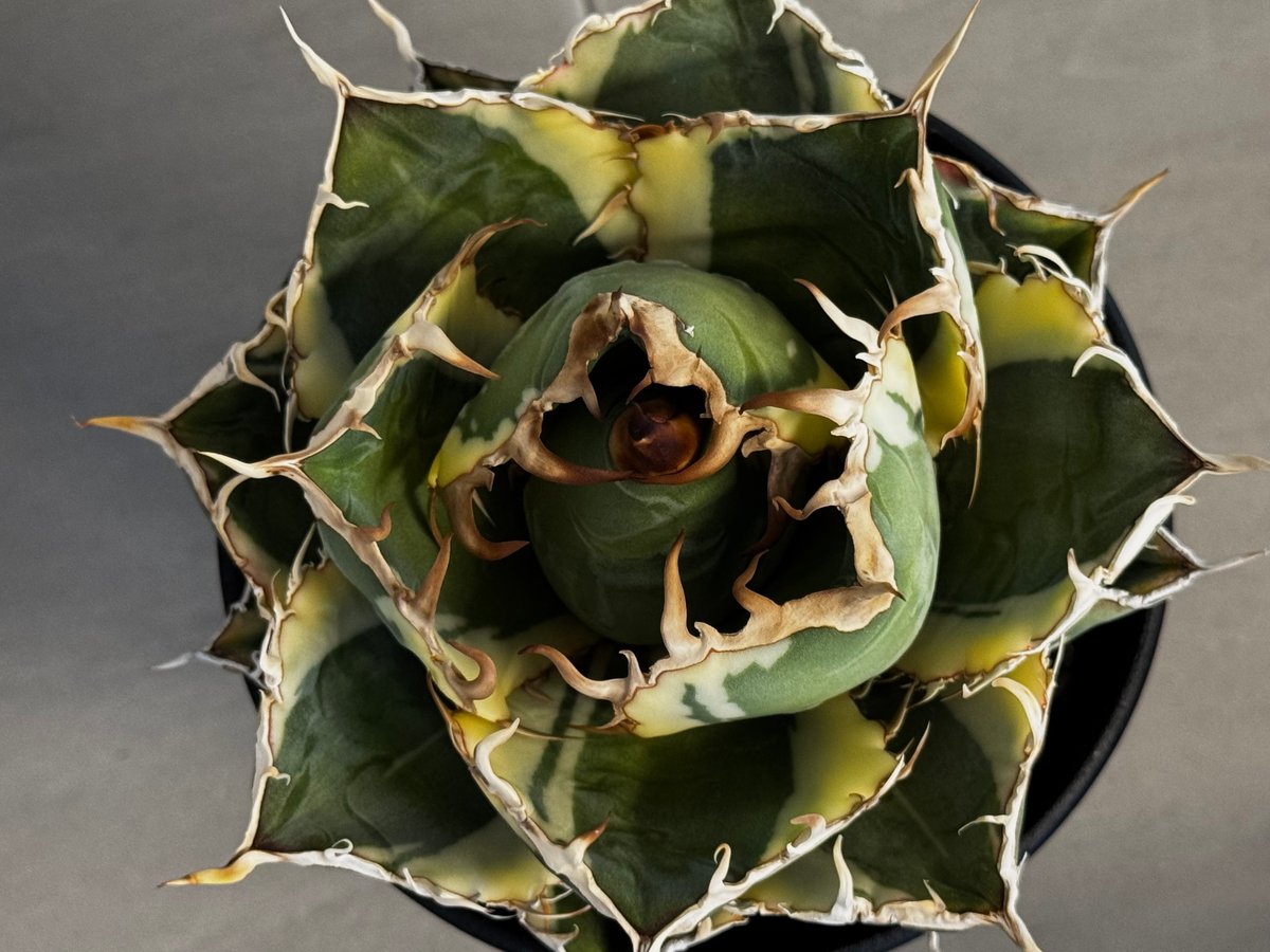 アガベ・チタノタ白鯨（覆輪）中-004｜agave titanota white whale