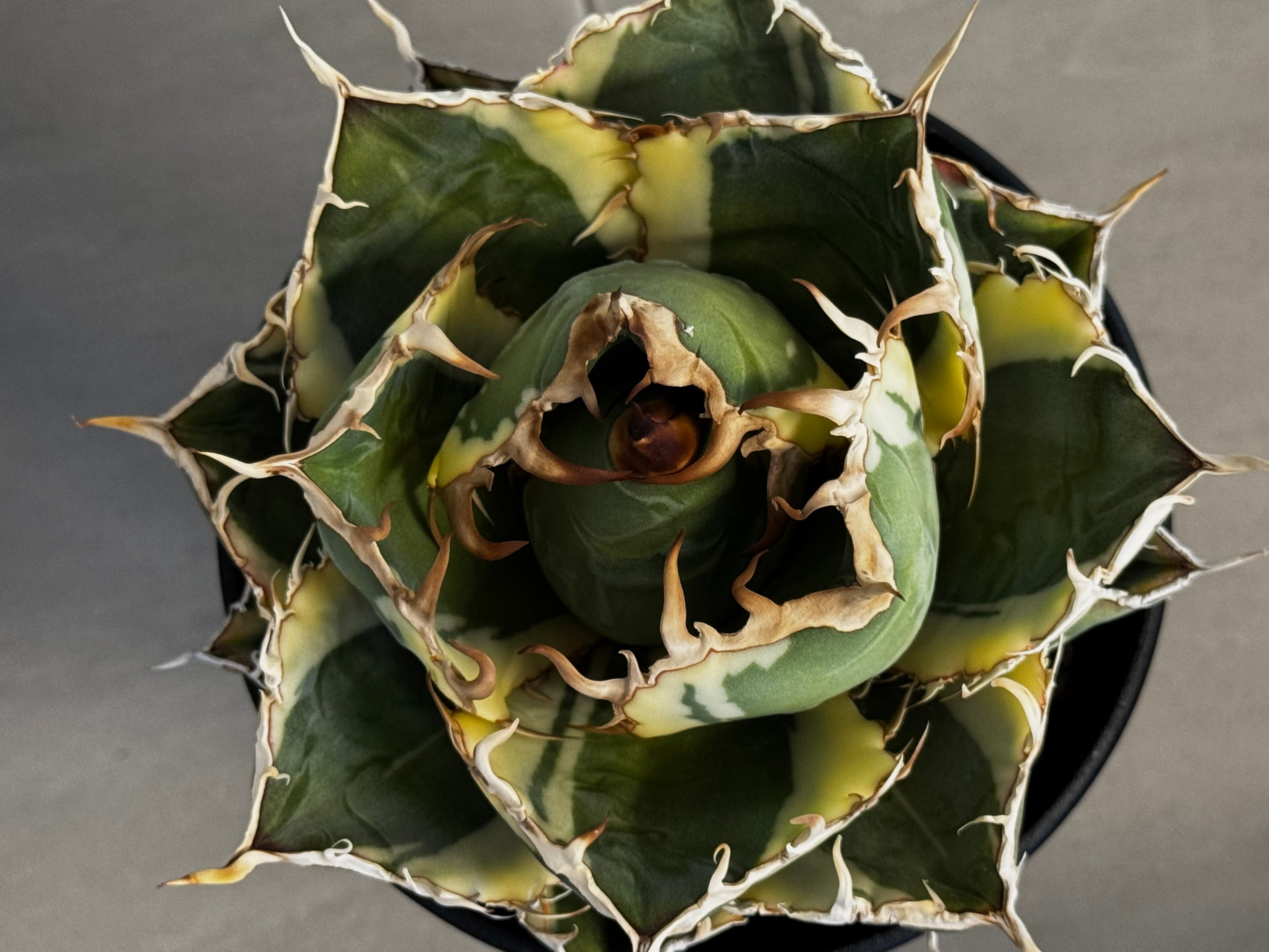アガベ・チタノタ白鯨（覆輪）中-004｜agave titanota white whale