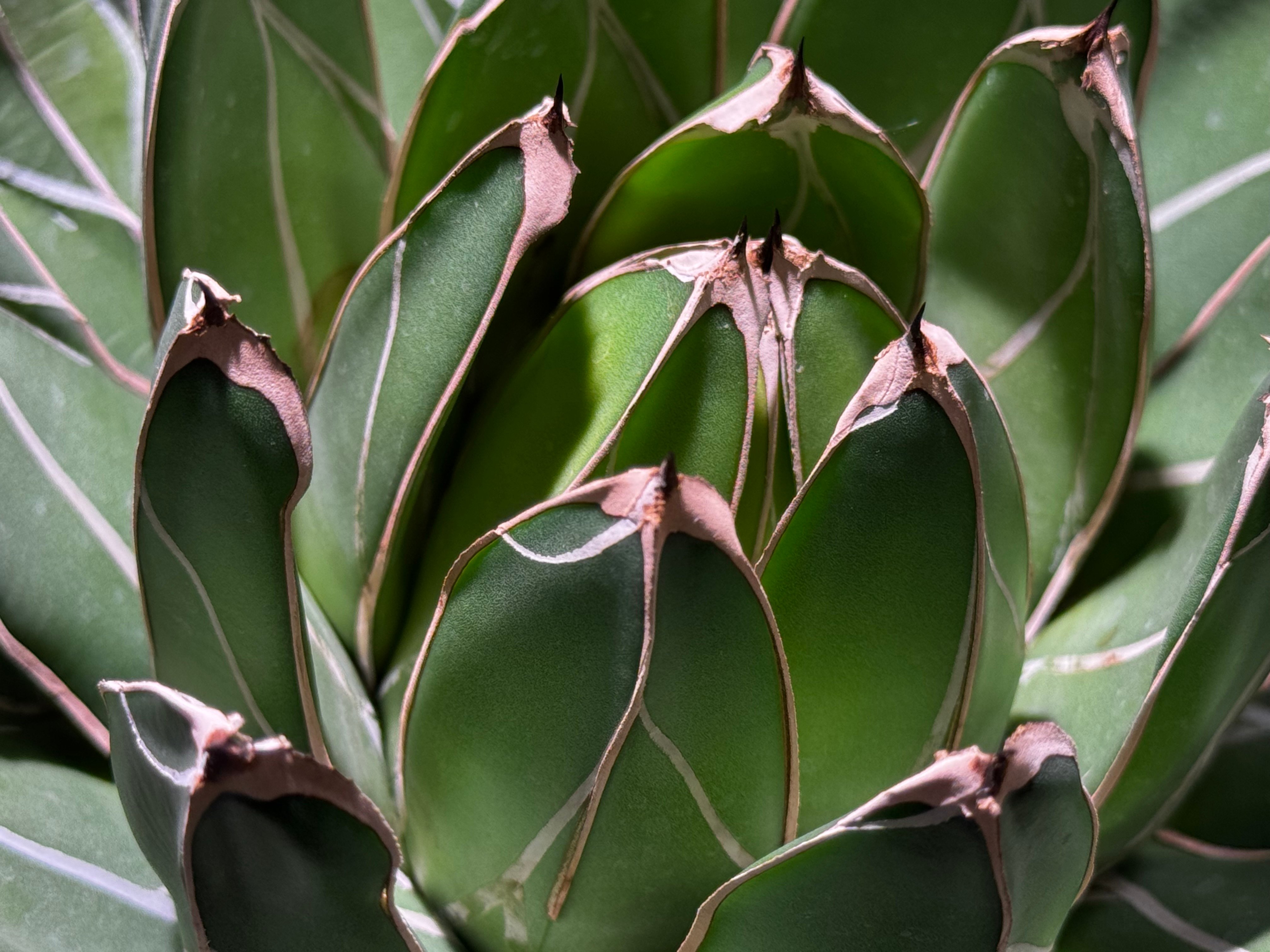 笹の雪 幹立ち アガベ・笹の雪 盆栽仕立て-001｜agave victoriae-reginae | Plu