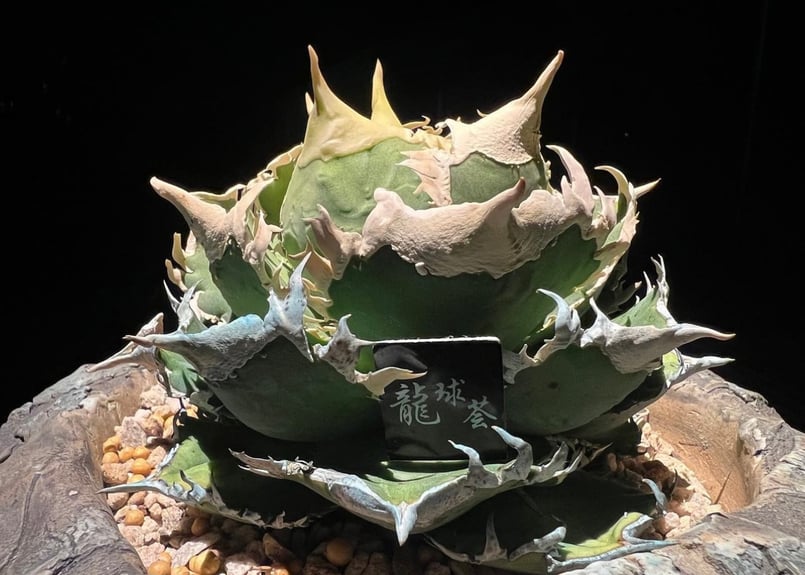 アガベ　チタノタ　龍球会産　白毫刺　ビャクゴウシ アガベ・チタノタ 白毫刺（芽）-007｜agave titanota