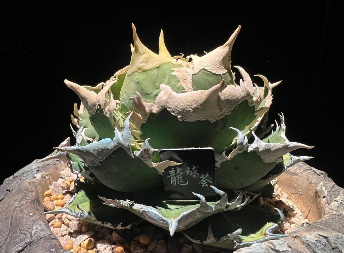 アガベ・チタノタ 白毫刺(芽)-012|agave titanota アガベ・チタノタ 白毫刺(芽)-012|agave titanota
