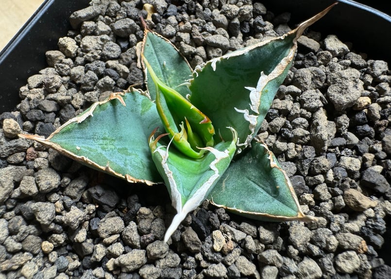 アガベ チタノタ リベレート Style of chika 天芽2頭 fit=scale-down